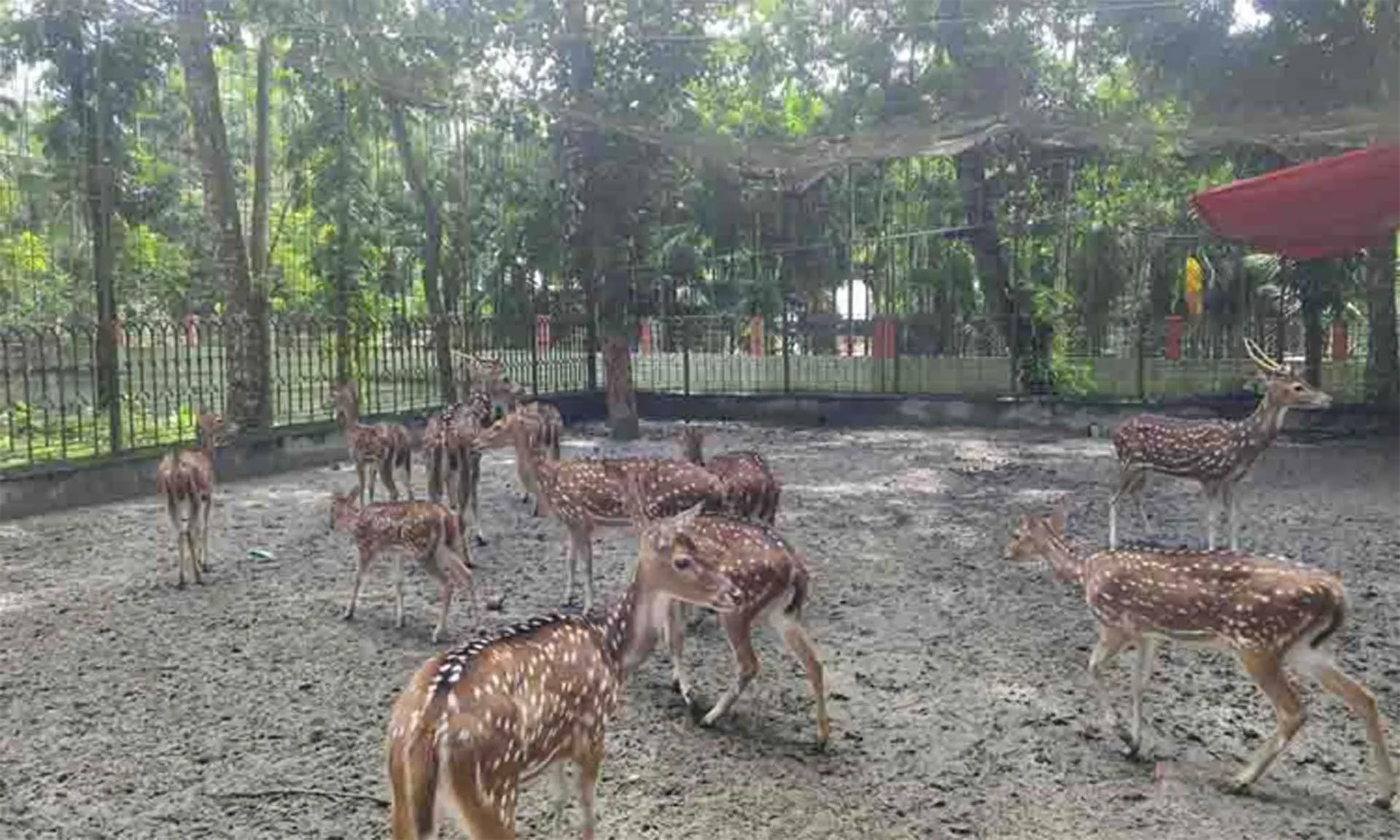 দুর্গাসাগর থেকে হরিণ নিখোঁজ : তদন্তে প্রশাসন ও পুলিশ